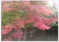 彩楓美國(guó)紅楓基地圖片