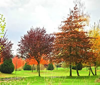 應(yīng)用于草坪、濕地的紅楓鑒賞