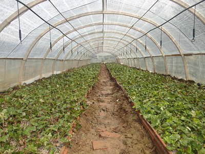 美國(guó)紅楓扦插苗